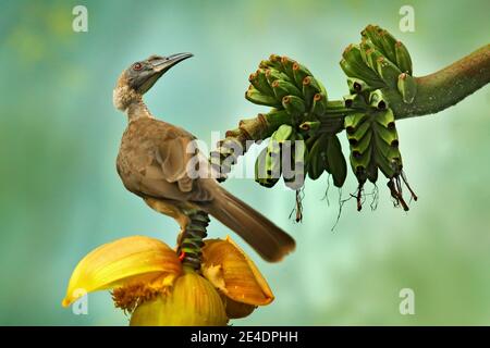 Behelmter Friarbird, Philemon buceroides, schöner Vogel, der auf der Banane im grünen Wald sitzt, Indonesien in Asien. Friarbird in der Natur ha Stockfoto