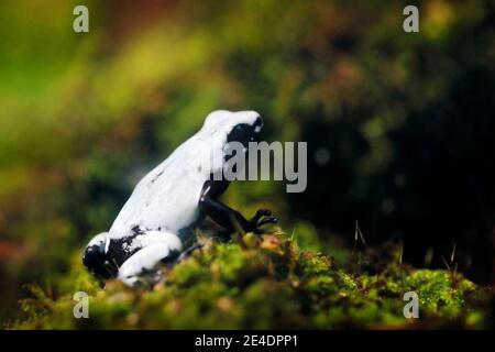 Adelphobates galactonotus, Splashback Gift Dart Frosch in der Natur Regenwald Lebensraum. Dendrobates Frosch aus tropischem Brasilien. Wunderschön weiß und BL Stockfoto