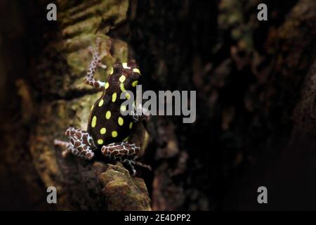 Ranitomeya vanzolinii, brasilianischer getupfter Giftfrosch, in der Natur Wald Lebensraum. Dendrobate aus Zentral-Peru östlich der nach Brasilien. Schöner Stockfoto