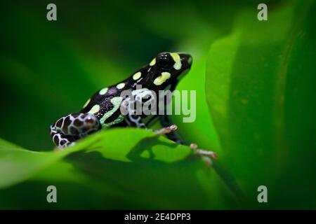 Ranitomeya vanzolinii, brasilianischer getupfter Giftfrosch, in der Natur Wald Lebensraum. Dendrobate von Zentral Peru östlich von Rio Ucayali nach Brasilien Stockfoto