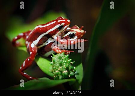 Epidobates anthonyi Santa Isabel, phantasmal Gift Dart Frosch in der Natur Wald Lebensraum, tropisch Ecuador. Dendrobates tricolor, Amphibien mattieren Stockfoto