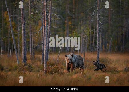 Bär versteckt in gelbem Wald. Herbstbäume mit Bär, Spiegelreflexion. Schöner Braunbär, der um den See herumläuft, Herbstfarben. Stockfoto