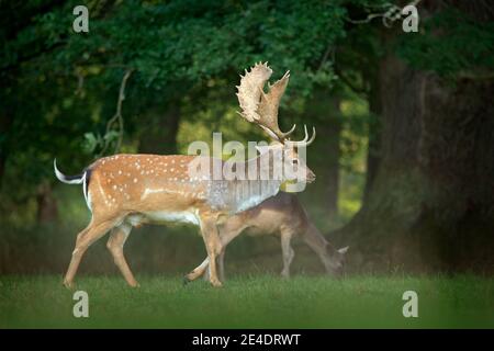 Majestätisch kraftvoll erwachsener Damhirsch, Dama dama, auf der gree-Wiese mit Wald, Tschechien, Europa. Wildtierszene aus der Natur, Europa. tse Stockfoto