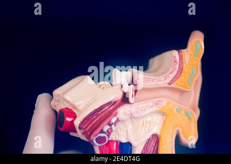 Hörohr medizinisches Lehrmodell. Stockfoto