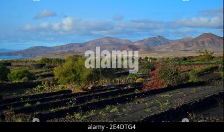 Wunderschöne Landschaft auf Lanzarote. Ein Garten mit einer blühenden Bougainvillea und kleinen Lavasteinwänden. Blick auf das Bergmassiv Los Ajaches. Lanzar Stockfoto