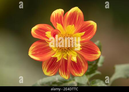 Schönes Exemplar der orangefarbenen Dahlia Blume, der Gattung der Pflanzen der Familie der Asteraceae, voller Farbe, ist es eine der Blüten der Royal Bota Stockfoto