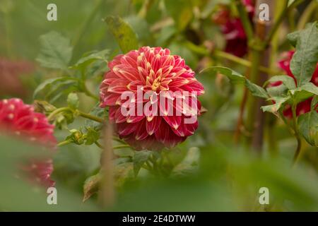 Schönes Exemplar der roten Dahlia Blume, der Gattung der Pflanzen der Familie der Asteraceae, voller Farbe, es ist eine der Blüten der Royal Botanic Stockfoto
