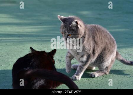 Eine gestromte Katze und eine schwarze Katze, die kämpft. Im Freien. Grüner Hintergrund. Stockfoto