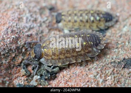 Nahaufnahme einer Woudlouse-Art, Porcellio spinicornis, die Steine bevorzugt Stockfoto