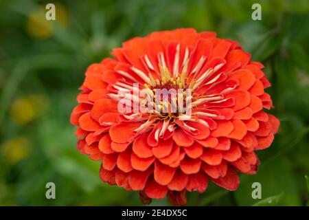 Rote Dahlia Blume Nahaufnahme Blüte im Garten Stockfoto