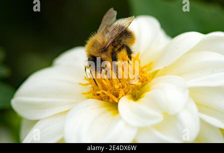 Eine Honigbiene, die Nektar aus einer Dahlie (Asteraceae)-Blüte sammelt Stockfoto