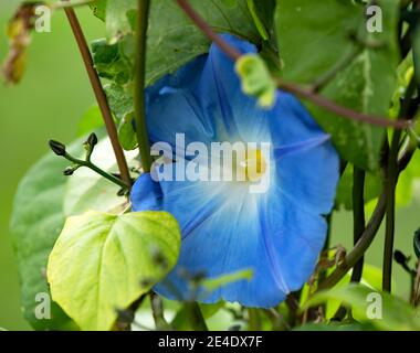 Pretty Morning Glory Blume Blüte im Garten Stockfoto