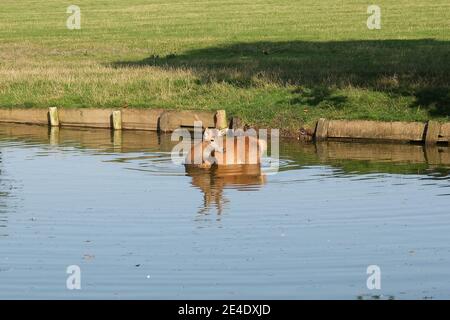 Junge Hirsche (Cervus elaphus): Abkühlung an einem heißen, trockenen Tag beim Baden oder Schwimmen, Bedfordshire Deer Park, England, Großbritannien Stockfoto