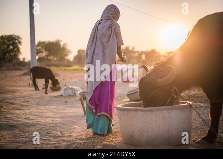 Rajasthan. Indien. 07-02-2018. Frau, die ihr Vieh bei Sonnenuntergang in Indien füttert. Stockfoto