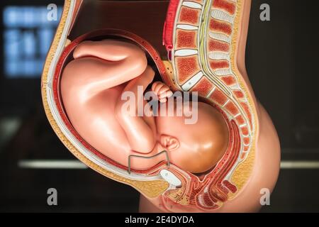 Neunten Monat Schwangerschaft Becken Anatomie Modell im Science Museum angezeigt In London Stockfoto