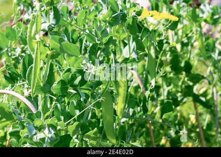 Junge grüne Erbsenschoten auf einem Hintergrund von Blättern reifen In der hellen Sonne im Frühling Stockfoto