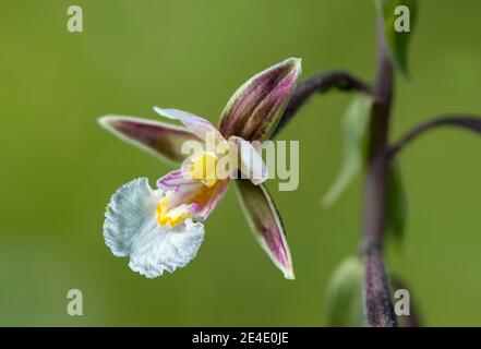 Marsh Helleborine (Epipactis palustris), eine terrestrische Orchidee (Orchisacea), Chancy, Genf, Schweiz Stockfoto