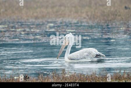 Krauskopfpelikan (Pelecanus Crispus) Stockfoto