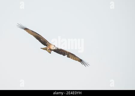 Schwarzmilan (Milvus Migrans) im Flug Stockfoto