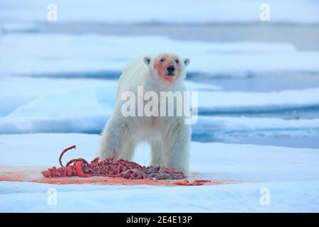 Blutige Natur. Eisbär auf dem Eis. Gefährliche Eisbären im Eis mit Robbenkadaver aufbringen. Tierwelt aus arktischer Natur. Blutszene mit rotem Blut Stockfoto