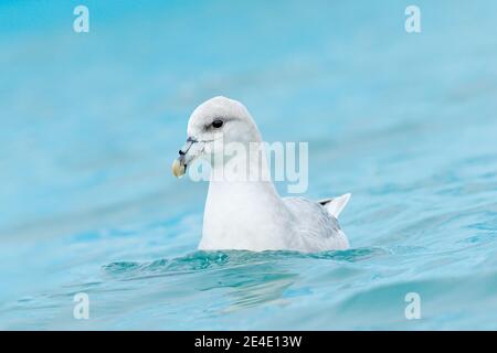 Nördlicher Fulmar, Fulmarus glacialis, weißer Vogel im blauen Wasser, dunkelblaues Eis im Hintergrund, Tier im arktischen Naturhabitat, Spitzbergen, NOR Stockfoto