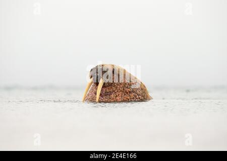 Detailportrait von Walrus mit großem weißen Stoßzahn, Odobenus rosmarus, großes Tier im Naturraum auf Spitzbergen, Norwegen. Stockfoto