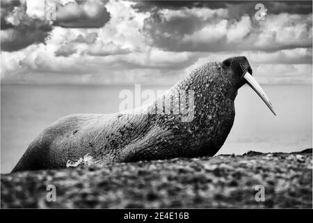 Walross am Sandstrand. Detailportrait von Walrus mit großem weißen Stoßzahn, Odobenus rosmarus, großes Tier im Naturraum auf Spitzbergen, Norwegen. Stockfoto