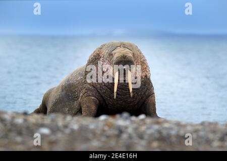 Walross am Sandstrand. Detailportrait von Walrus mit großem weißen Stoßzahn, Odobenus rosmarus, großes Tier im Naturraum auf Spitzbergen, Norwegen. Stockfoto