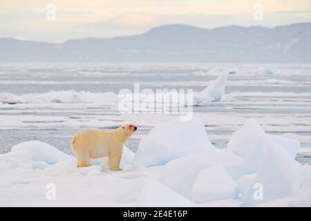 Eisbär auf dem Eis. Gefährliche Eisbären im Eis mit Robbenkadaver aufbringen. Wildlife-Action-Szene aus arktischer Natur. Blutige Szene mit rotem Blut Stockfoto