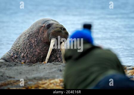 Naturfotograf in der Arktis. Walross am Sandstrand. Detailportrait von Walrus mit großem weißen Stoßzahn, Odobenus rosmarus, großes Tier in der Natur Stockfoto