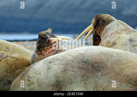 Walross am Sandstrand. Detailportrait von Walrus mit großem weißen Stoßzahn, Odobenus rosmarus, großes Tier im Naturraum auf Spitzbergen, Norwegen. Stockfoto