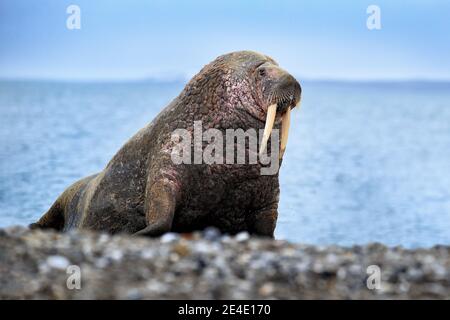 Walross am Sandstrand. Detailportrait von Walrus mit großem weißen Stoßzahn, Odobenus rosmarus, großes Tier im Naturraum auf Spitzbergen, Norwegen. Stockfoto