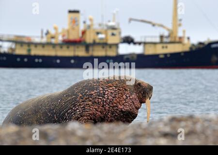 Walross am Sandstrand. Detailportrait von Walrus mit großem weißen Stoßzahn, Odobenus rosmarus, großes Tier im Naturraum auf Spitzbergen, Norwegen. Stockfoto