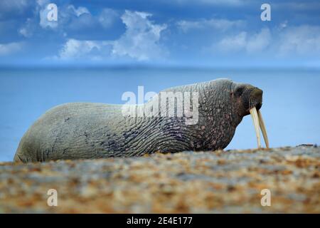 Walross am Sandstrand. Detailportrait von Walrus mit großem weißen Stoßzahn, Odobenus rosmarus, großes Tier im Naturraum auf Spitzbergen, Norwegen. Stockfoto