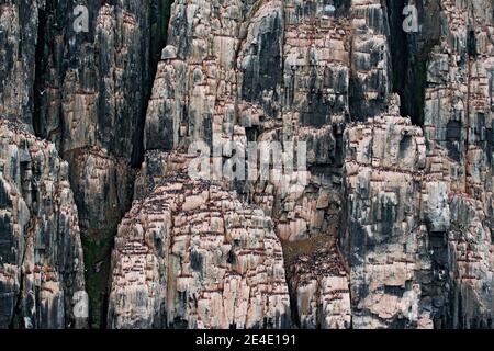 Vogelkolonie in Alkefjellet. Brunnichs Guillemot, Uria lomvia, weiße Vögel mit schwarzen Köpfen auf orangefarbenem Stein sitzend, Svalbard, Norwegen. Wunderschöner Fels Stockfoto