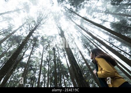 Porträt von schönen Frauen posiert unter der Formosan Zypresse im Alishan National Park Taiwan. Stockfoto