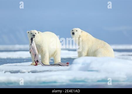 Zwei Eisbären mit abgetöteten Robben. Weißbär füttert auf Drift-Eis mit Schnee, Manitoba, Kanada. Blutige Natur mit großen Tieren. Gefährliche baer mit Auto Stockfoto