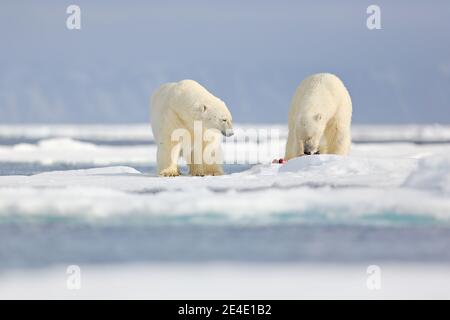 Zwei Eisbären mit abgetöteten Robben. Weißbär füttert auf Drift-Eis mit Schnee, Manitoba, Kanada. Blutige Natur mit großen Tieren. Gefährliche baer mit Auto Stockfoto