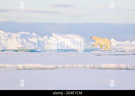 Zwei Eisbären mit abgetöteten Robben. Weißbär füttert auf Drift-Eis mit Schnee, Manitoba, Kanada. Blutige Natur mit großen Tieren. Gefährliche baer mit Auto Stockfoto