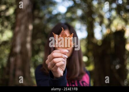 Herbststimmung! Hübsche asiatische Frau hält in ihren Händen Ahornblätter über ihrem Gesicht über natürlichen Hintergrund. Stockfoto