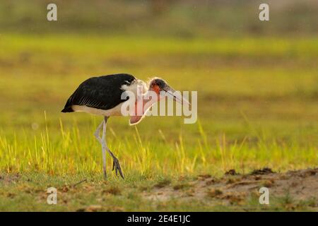 Marabou-Storch, Leptoptilos crumenifer, Abendlicht, Okavango-Delta, Botswana in Afrika. Wildtiere, Tierernährung Verhalten in der wilden Natur. Vögel Stockfoto