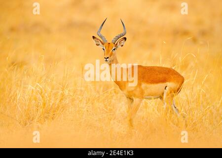 Impala im goldenen Gras. Schöne Impala im Gras mit Abendsonne. Tier in der Natur Lebensraum. Sonnenuntergang in Afrika Tierwelt. Implala Antilope Lyin Stockfoto