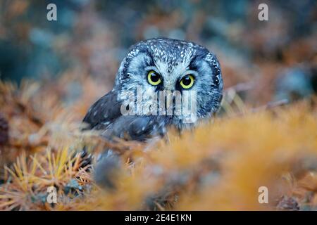 Eule versteckt in der gelben Lärche. Vogel mit großen gelben Augen. Borealkauz in der Orange verlassen den Herbstwald in Mitteleuropa. Detail Porträt von bir Stockfoto