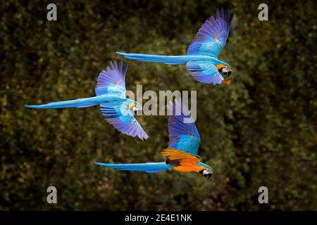 Ara Papagei im Flug. Große blaue Ara-Arauna im dunkelgrünen Waldhabitat im Manu NP, Peru. Action-Wildlife-Szene aus Südamerika. Vogel im Stockfoto