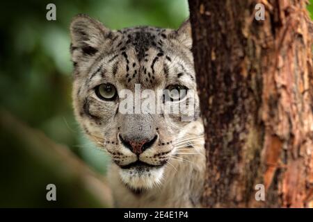 Gesicht Porträt von Schneeleopard mit grünem Gemüse, Kaschmir, Indien. Wildtierszene aus Asien. Detail Porträt von schönen großen Katze Schneeleopard, Panthe Stockfoto