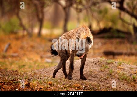 Junge Hyäne-Welpen, Abendlicht bei Sonnenuntergang. Hyäne, Detailportrait. Gefleckte Hyäne, Crocuta crocuta, wütendes Tier in der Nähe des Wasserlochs, schöne Abendsonne Stockfoto