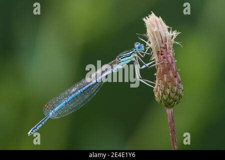 Weiße beinige Damselfliege Männchen, nach Regen. Mit Wassertropfen auf den Flügeln. Auf einer Distelblume sitzend, Nahaufnahme. Gattungsart Platycnemis pennipes. Stockfoto