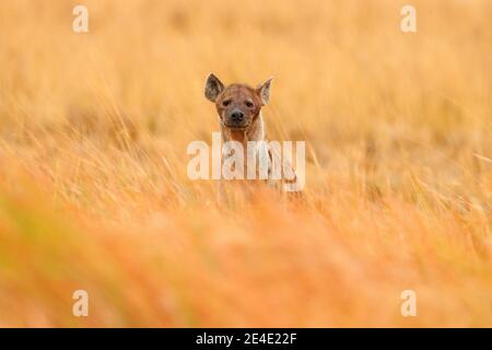 Junge Hyäne-Welpen, Abendlicht bei Sonnenuntergang. Hyäne, Detailportrait. Gefleckte Hyäne, Crocuta crocuta, wütendes Tier in der Nähe des Wasserlochs, schöne Abendsonne Stockfoto