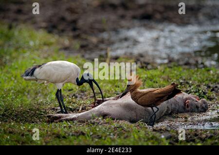 Dead Babe Nilpferd und Vogelernährung Verhalten in der Natur, Okavango Delta, Botswana. Kleine junge Welpen von Nilpferd mit afrikanischen heiligen Ibis und hamerkop ne Stockfoto