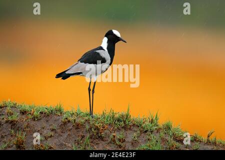 Schmied Kiebitz oder Schmied Pflüge, Vanellus armatus, Vogel im grünen Gras, Moremi, Okavango Delta, Botswana. Wildlife-Szene aus der Natur. Graues Whi Stockfoto